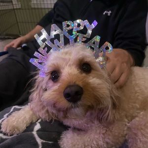 Meet your Posher, Grace